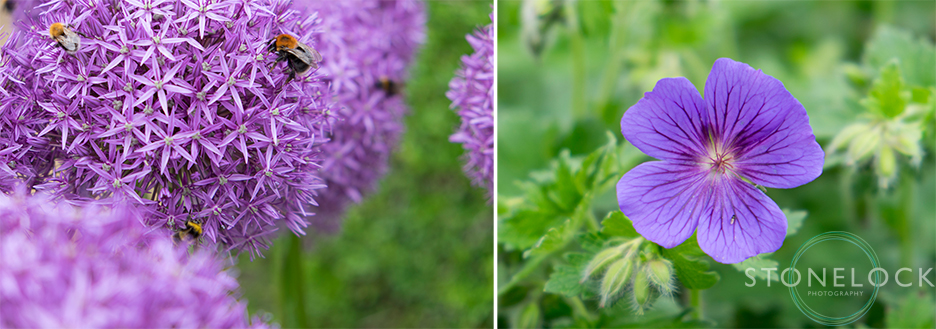 A bees sits on a purple flower as an example of macro and close up photography